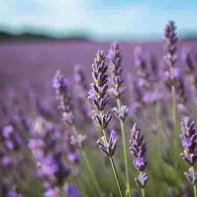 lavanda-planta » Ocaszen lavanda planta