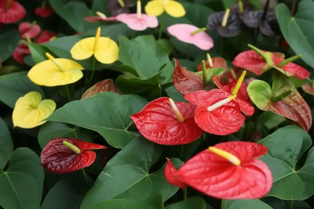 Antúrios anthurium De Varias Cores