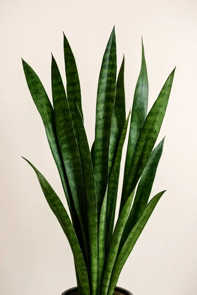 Espada-sao-jorge | Ocaszen | Equilíbrio De Corpo Casa E Consciência Planta Espada De São Jorge